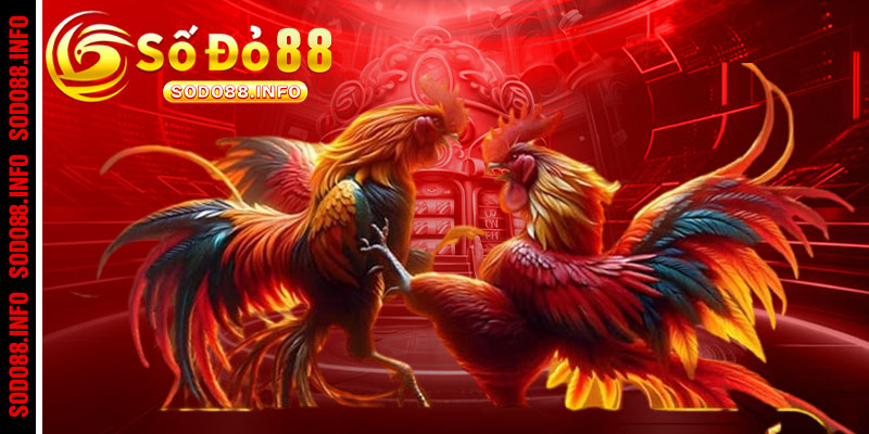 Cập nhật các hình thức đặt cược có tại đá gà Sodo88 